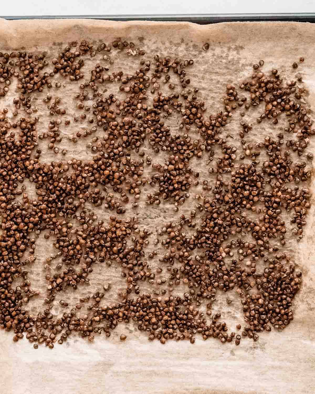 roasted lentils spread out on a baking tray lined with parchment paper.